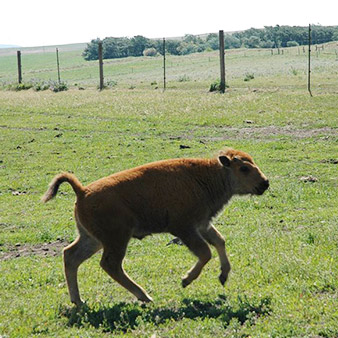 Baby Bison